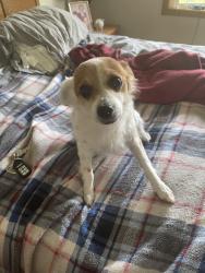 Lost Male Dog last seen Bonniebrook , Stockton, CA 95207