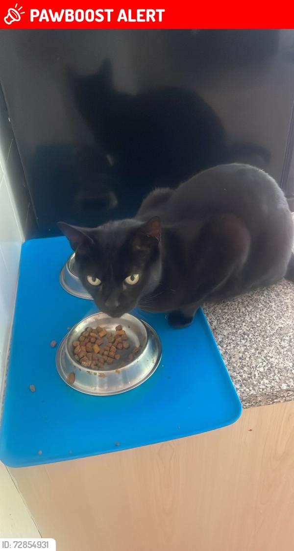 Lost Male Cat last seen Windermere road, Bonscale, Burnside, Newby dr, Middleton, England M24 5NR