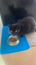 Lost Male Cat last seen Windermere road, Bonscale, Burnside, Newby dr, Middleton, England M24 5NR