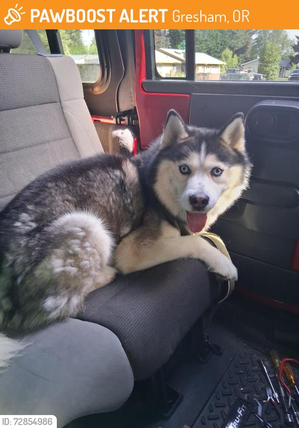 Found/Stray Male Dog last seen 181st ave and division , Gresham, OR 97233