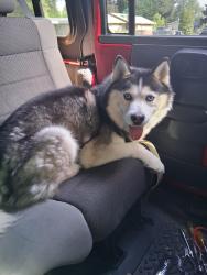 Found/Stray Male Dog last seen 181st ave and division , Gresham, OR 97233