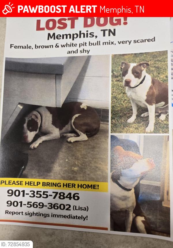 Lost Female Dog last seen The Butcher Shop , Memphis, TN 38120