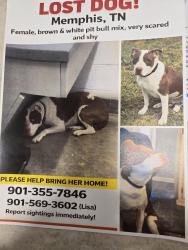 Lost Female Dog last seen The Butcher Shop , Memphis, TN 38120