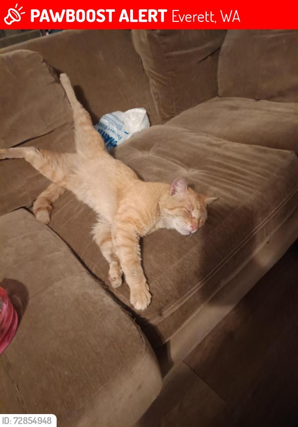 Lost Male Cat last seen Near Smith Ave , Everett, WA 98201