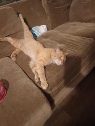 Lost Male Cat last seen Near Smith Ave , Everett, WA 98201