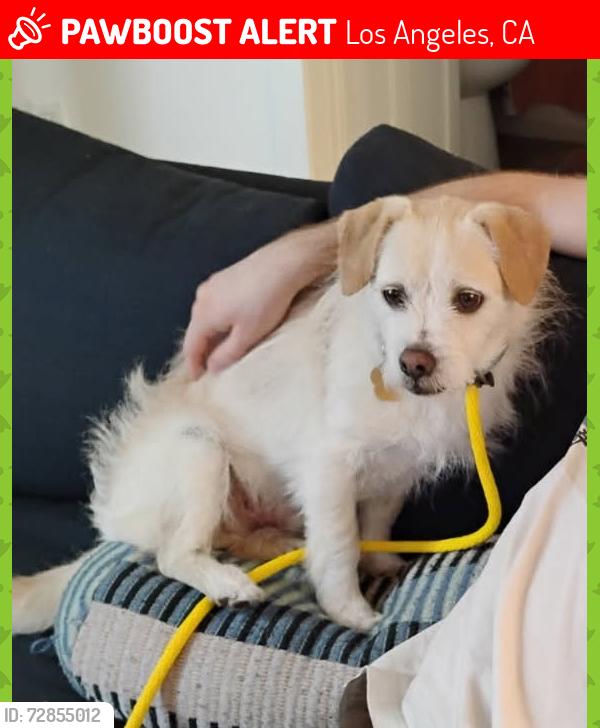 Lost Male Dog last seen Bronson & Hollywood, Los Angeles, CA 90028