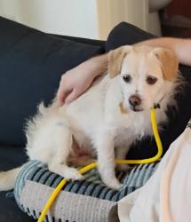 Lost Male Dog last seen Bronson & Hollywood, Los Angeles, CA 90028