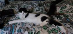 Reunited Female Cat last seen 31st Ave & 52nd St No, St. Petersburg, FL 33710