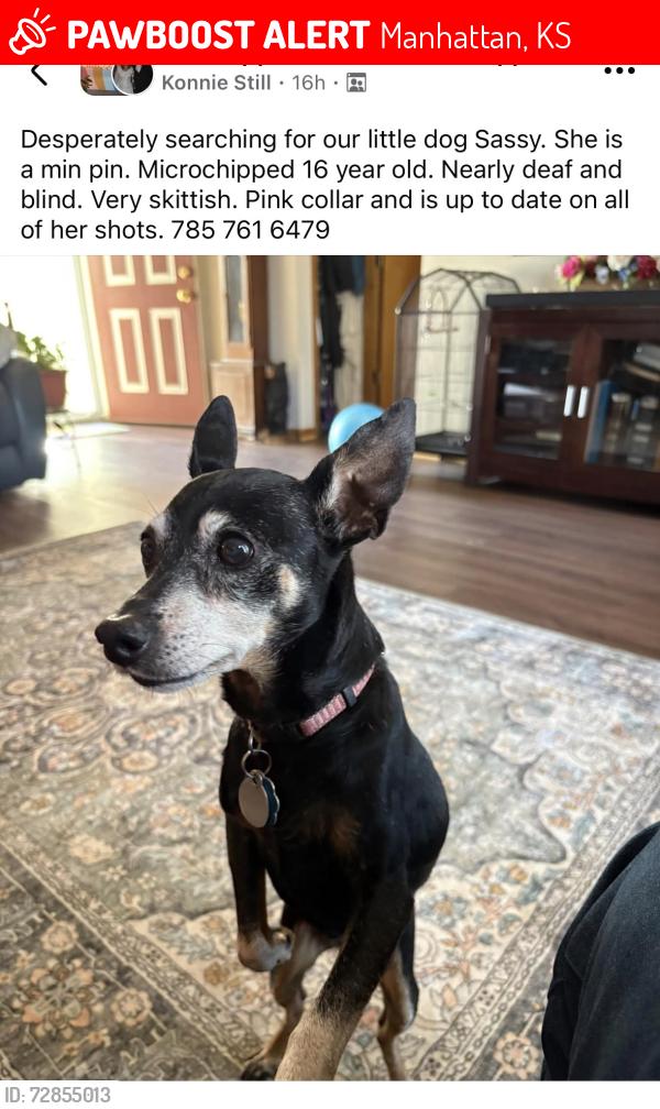Lost Female Dog last seen Hackberry Avenue , Manhattan, KS 66502