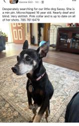 Lost Female Dog last seen Hackberry Avenue , Manhattan, KS 66502