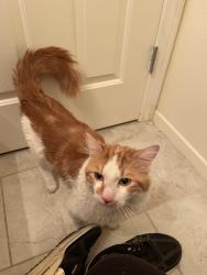 Found/Stray Male Cat last seen Careful Canvas Ave. in Tapestry Park, Las Vegas, NV 89149
