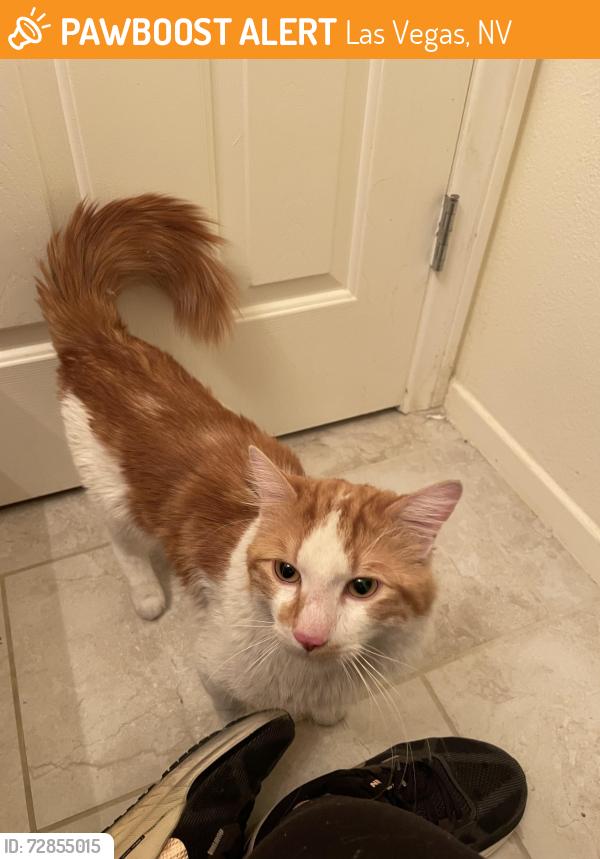 Found/Stray Male Cat last seen Careful Canvas Ave. in Tapestry Park, Las Vegas, NV 89149