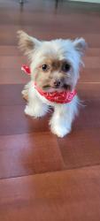 Lost Male Dog last seen NE 16th Avenue, Fort Lauderdale, Fort Lauderdale, FL 33304
