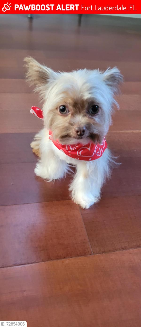 Lost Male Dog last seen NE 16th Avenue, Fort Lauderdale, Fort Lauderdale, FL 33304