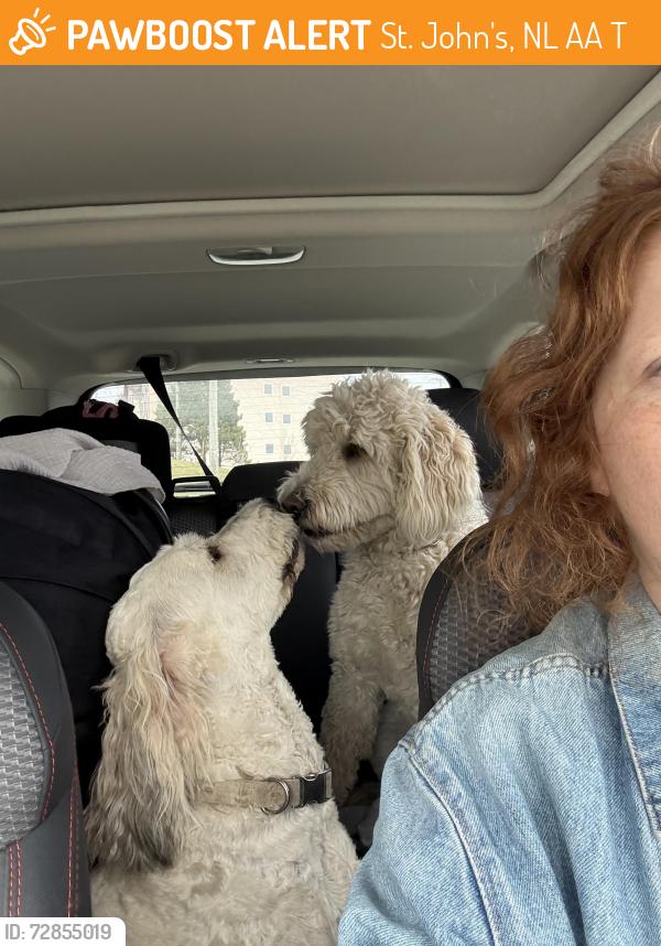 Found/Stray Unknown Dog last seen Portugal cove road and viscount street , St. John's, NL A1A 5T6