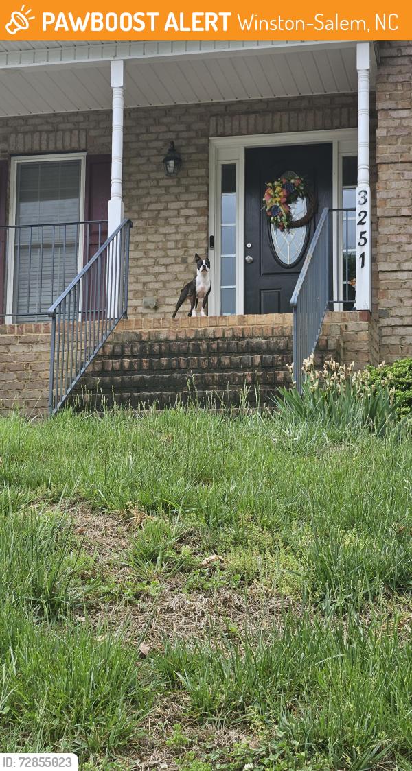 Found/Stray Unknown Dog last seen Center rock court, Winston-Salem, NC 27127