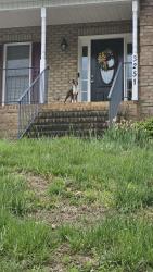 Found/Stray Unknown Dog last seen Center rock court, Winston-Salem, NC 27127