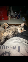 Lost Male Cat last seen Madison/Leavitt, Chicago, IL 60612