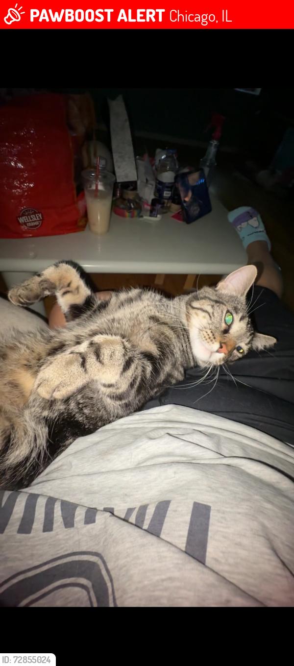 Lost Male Cat last seen Madison/Leavitt, Chicago, IL 60612