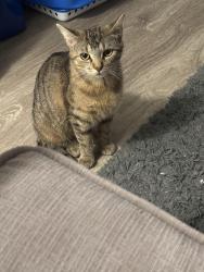 Lost Female Cat last seen Speedvale guelph, Guelph, ON N1E