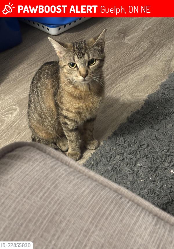Lost Female Cat last seen Speedvale guelph, Guelph, ON N1E