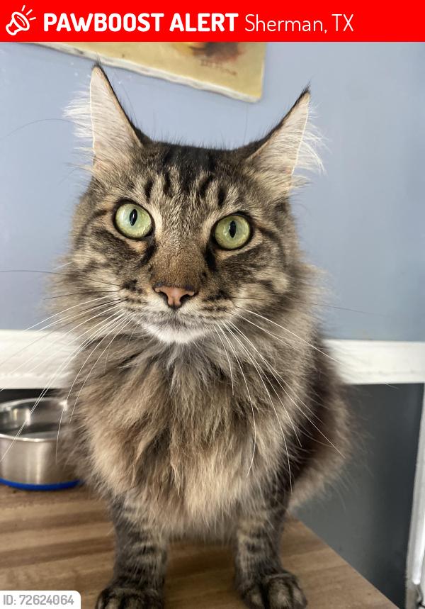 Lost Male Cat last seen Hwy 11, Sherman, TX 75090