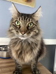 Lost Male Cat last seen Hwy 11, Sherman, TX 75090