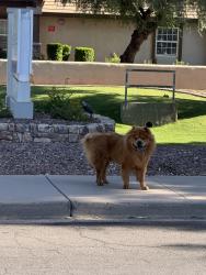 Found/Stray Unknown Dog last seen Brookdale East Arbor, Mesa, AZ 85206