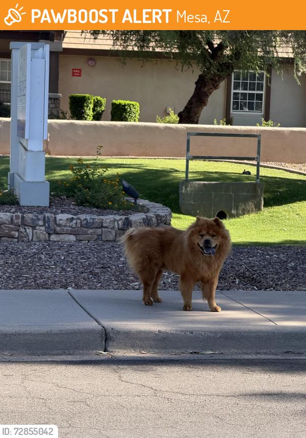 Found/Stray Unknown Dog last seen Brookdale East Arbor, Mesa, AZ 85206