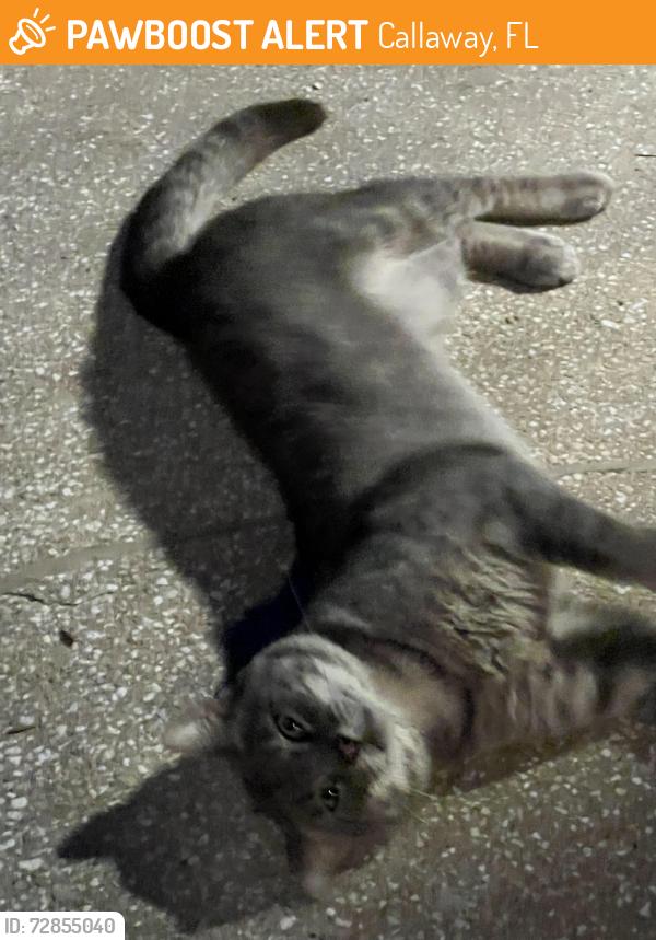 Found/Stray Male Cat last seen Minneola , Callaway, FL 32404