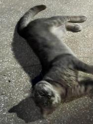 Found/Stray Male Cat last seen Minneola , Callaway, FL 32404