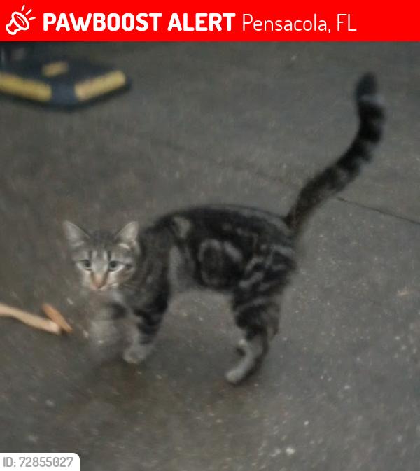 Lost Male Cat last seen Main street, Pensacola, FL 32502