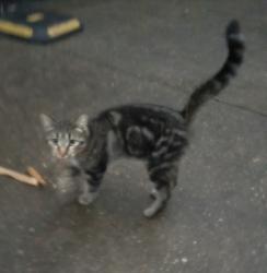 Lost Male Cat last seen Main street, Pensacola, FL 32502