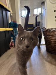 Lost Male Cat last seen Near S 1100 E, Salt Lake City, UT 84106