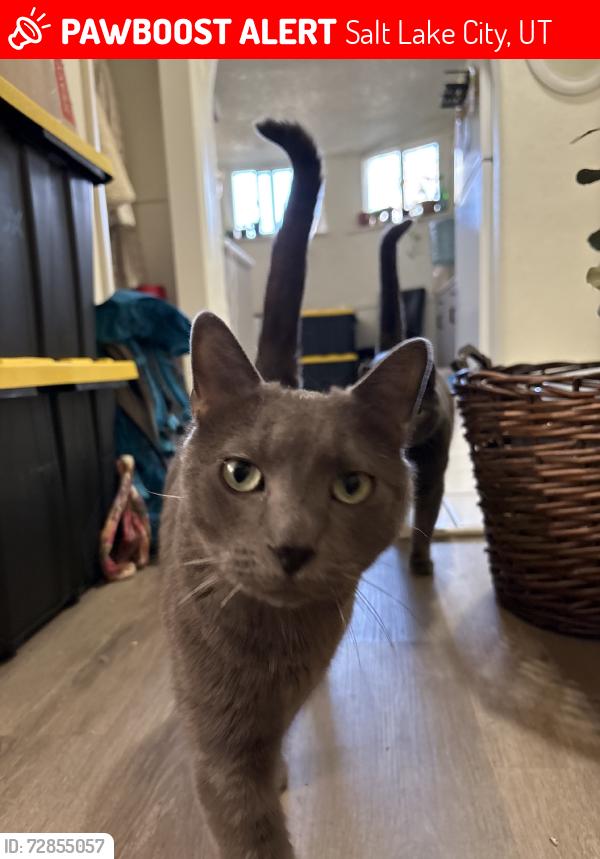 Lost Male Cat last seen Near S 1100 E, Salt Lake City, UT 84106