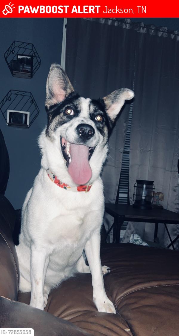 Lost Female Dog last seen riverside , Jackson, TN 38301