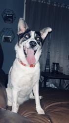 Lost Female Dog last seen riverside , Jackson, TN 38301