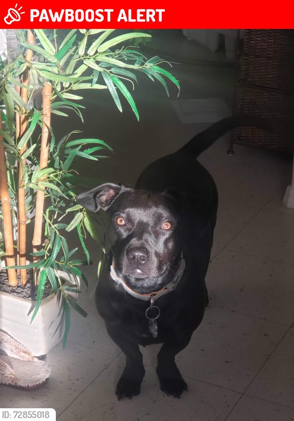 Lost Male Dog last seen I don't know , Colorado Springs, CO 80903