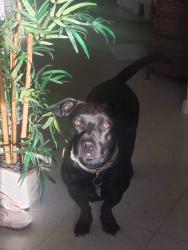 Lost Male Dog last seen I don't know , Colorado Springs, CO 80903