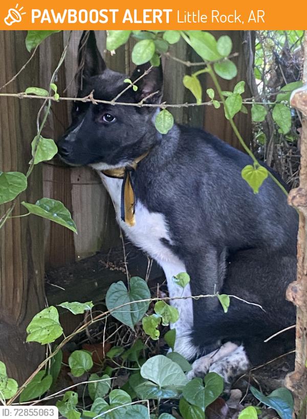 Found/Stray Unknown Dog last seen Cedar st, Little Rock, AR 72205