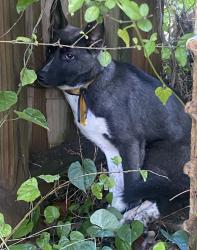 Found/Stray Unknown Dog last seen Cedar st, Little Rock, AR 72205