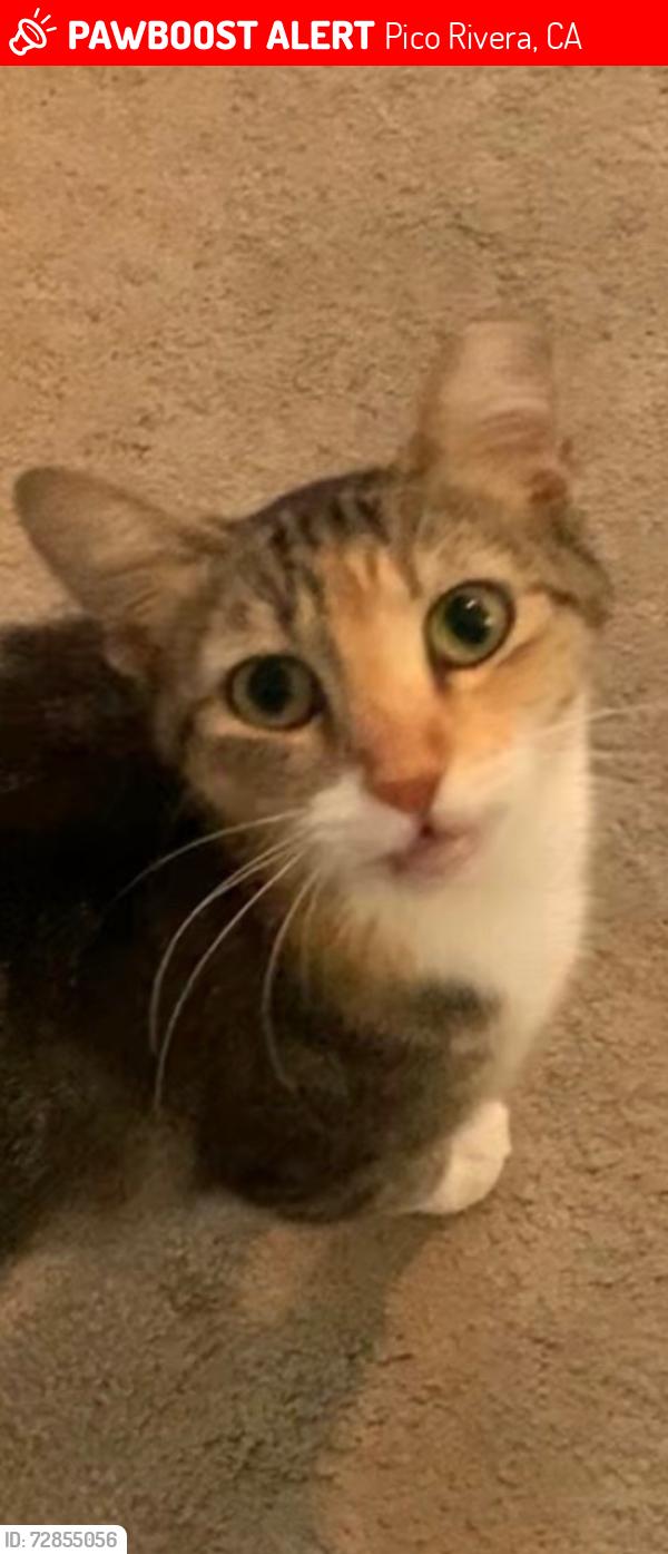 Lost Female Cat last seen Rosemead and Slauson, Pico Rivera, CA 90660