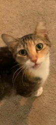 Lost Female Cat last seen Rosemead and Slauson, Pico Rivera, CA 90660