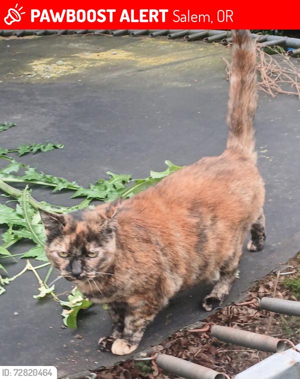 Lost Female Cat last seen Pennsylvania Ave SE Maclay ave. And Rickey street., Salem, OR 97317