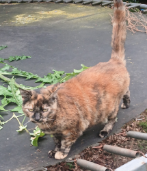 Lost Female Cat last seen Pennsylvania Ave SE Maclay ave. And Rickey street., Salem, OR 97317