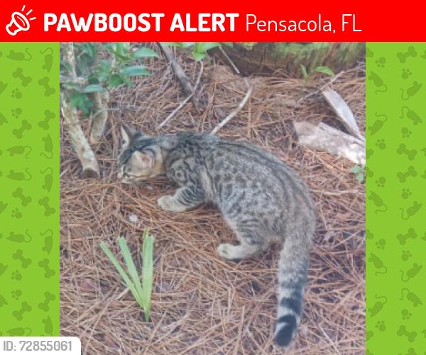 Lost Female Cat last seen main st, Pensacola, FL 32502