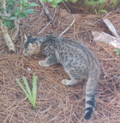 Lost Female Cat last seen main st, Pensacola, FL 32502
