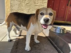 Found/Stray Male Dog last seen Haskell & Roscoe, Los Angeles, CA 91343
