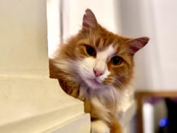 Lost Male Cat last seen Delachaise and S Roman , New Orleans, LA 70125