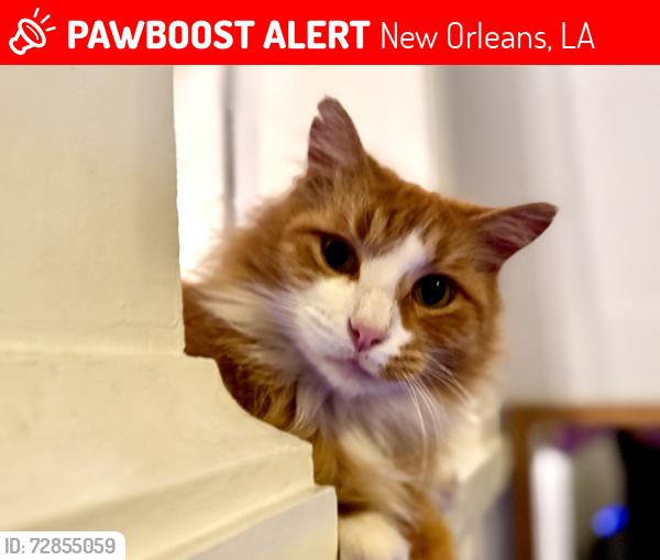 Lost Male Cat last seen Delachaise and S Roman , New Orleans, LA 70125